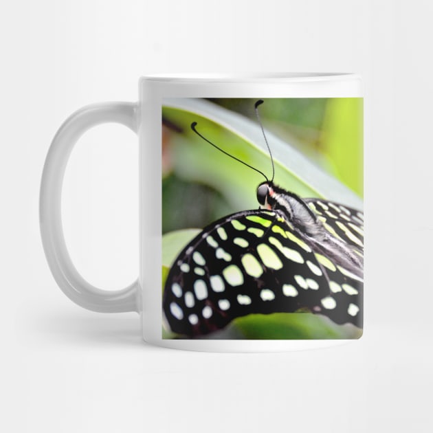 Tailed Jay Butterfly by Scubagirlamy